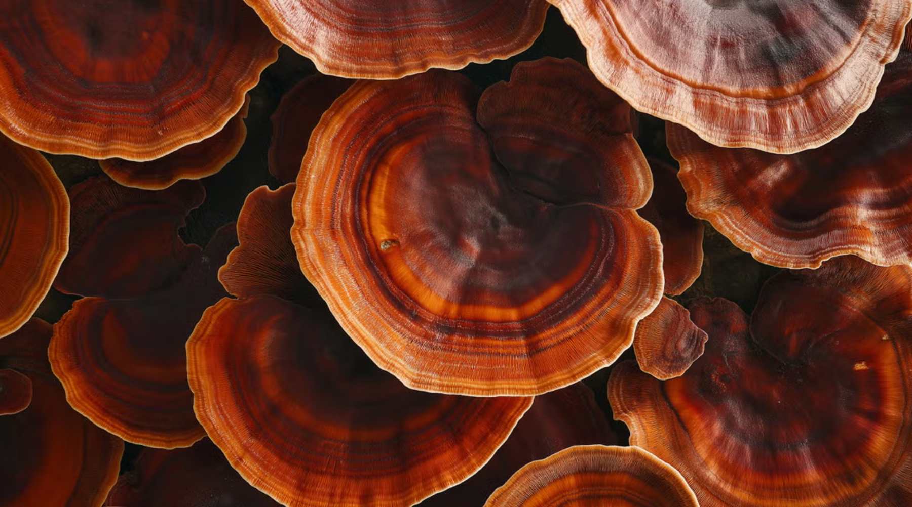 Benefits of Reishi Mushroom For Skin and How to Use It