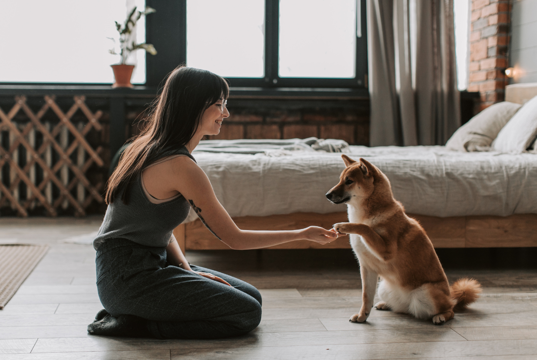 CBD For Pets: Is it Safe?