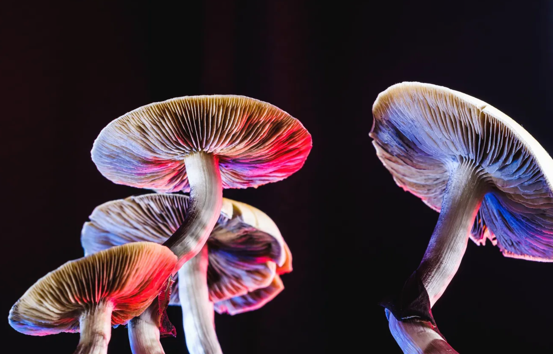 Can Mushrooms Cause Diarrhea?