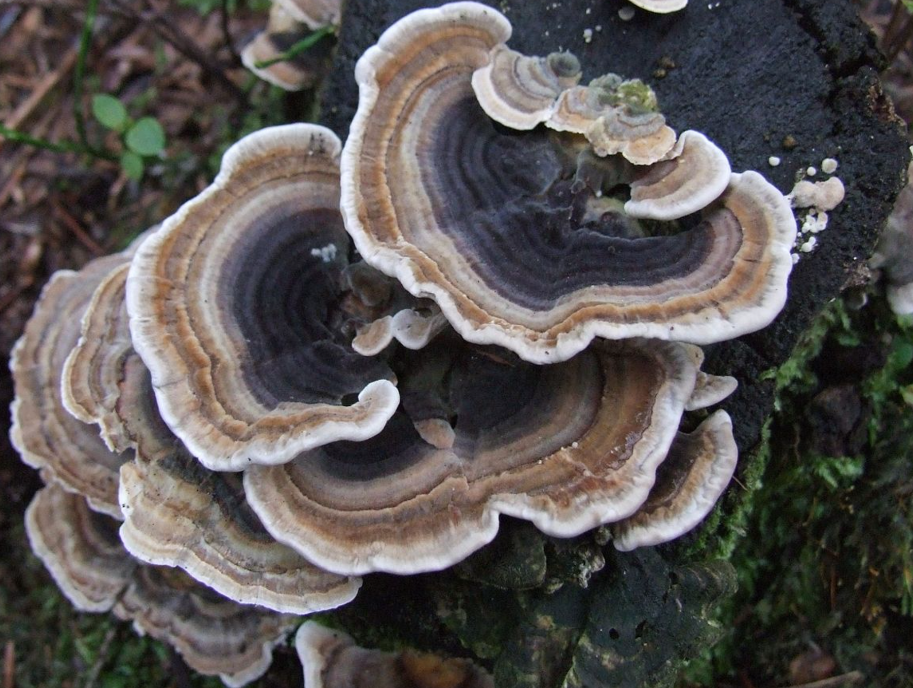 How to Use Turkey Tail Mushroom