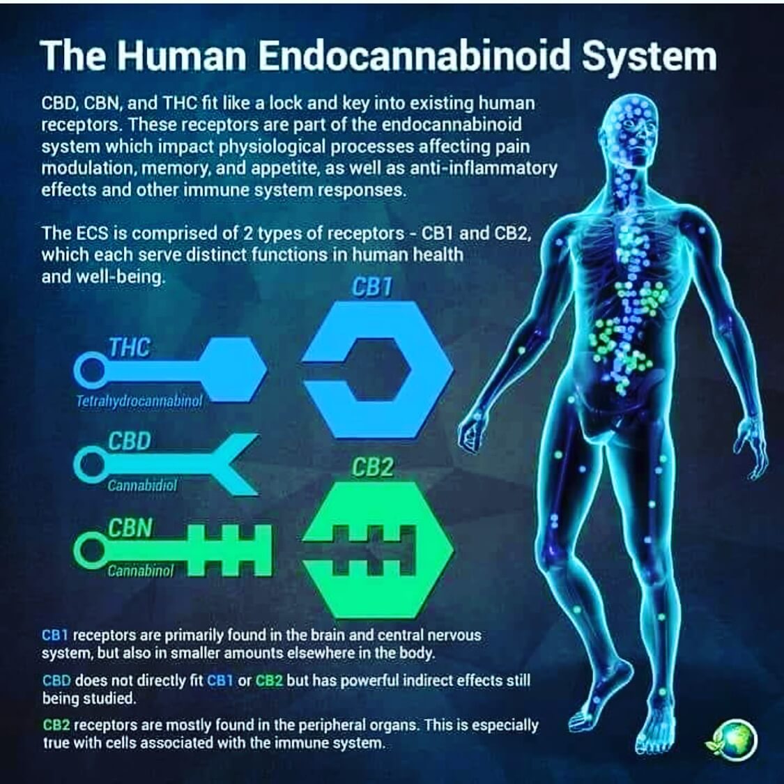 CBD and Human Endocannabinoid System