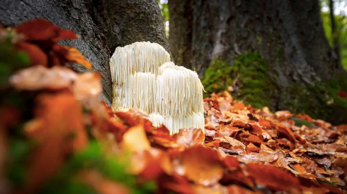 Lion’s Mane Mushroom Benefits