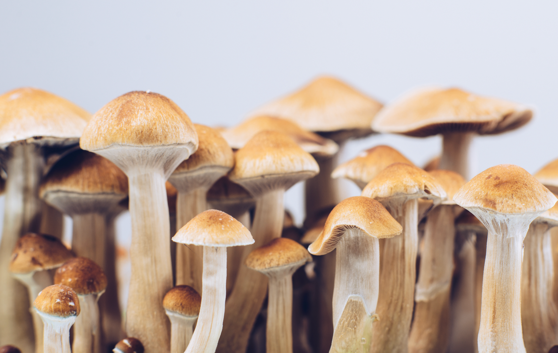The Best Mushroom for Anxiety