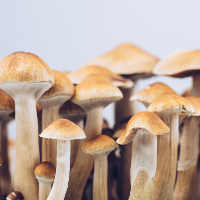 The Best Mushroom for Anxiety