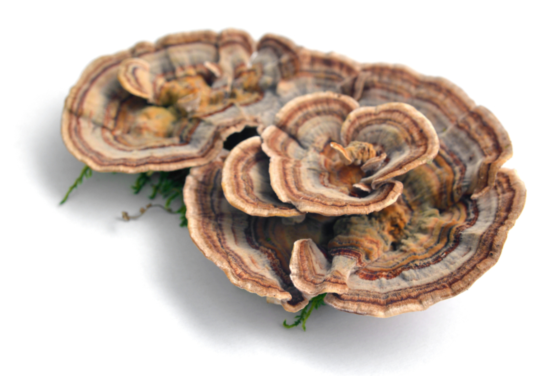 Turkey Tail Mushroom Dosage