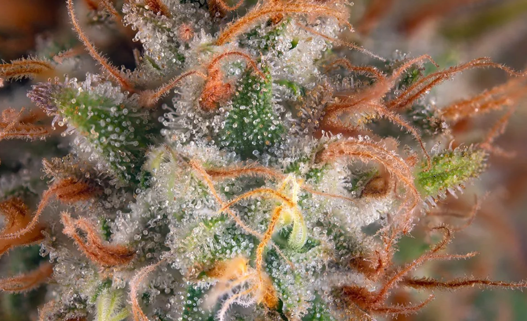 What Are Terpenes?