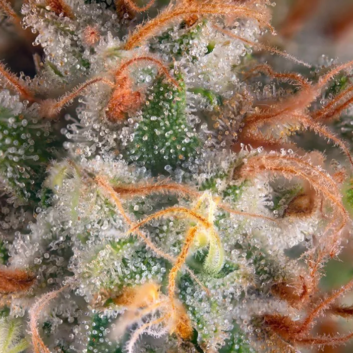 What Are Terpenes?