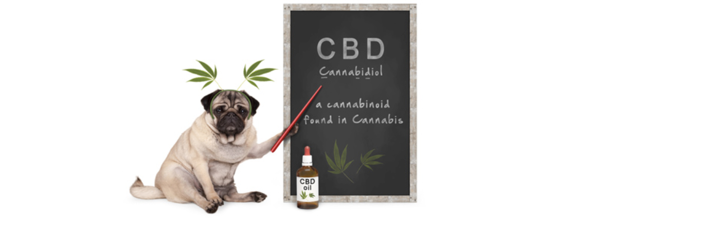 What is In CBD Oil Ingredients?